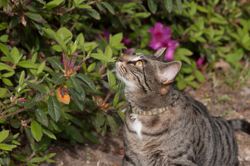 Cat outdoors -Tabby 