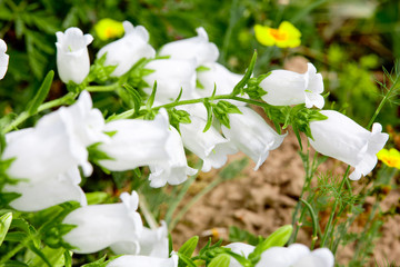 White bells in the garden