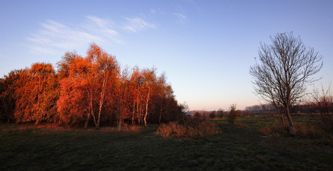 The bald and the beautiful