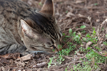 Cat outdoors -Tabby 