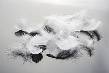 Obraz premium Closeup of white feather on black background