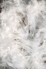 Feather background