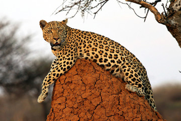 Leopard - Namibia