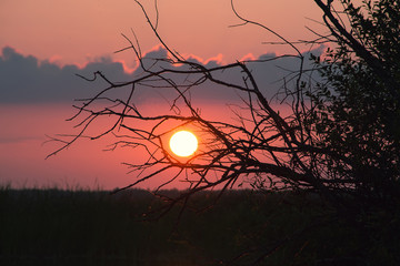 Закат в деревьях © falafelya