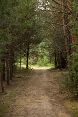 Дорога в лесу