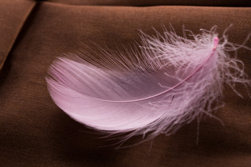 Closeup of smooth pink feather on brown