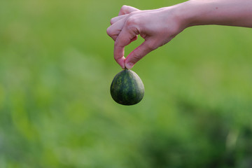 Little watermelon. A watermelon the size of an apple. In the North, not everything reaches its size.