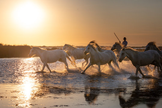 White Wild Horses of Camargue running on water at sunset, Aigue Mortes, France