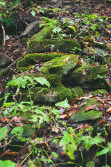 An old stone wall in the woods is overgrown and decaying. Moss and leaves cover the stacked stones.  Autumn.  Vertical image.