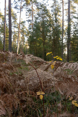 Die Pflanzen des Waldes