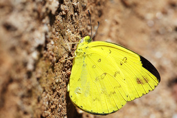 close up of beautiful yellow butterfly