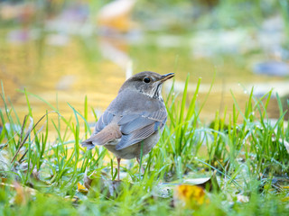 Hermit Thrush