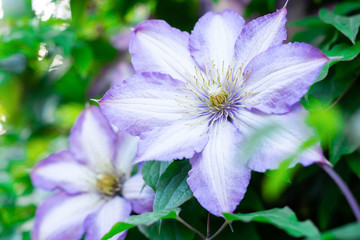 clematis flowers in green foliage