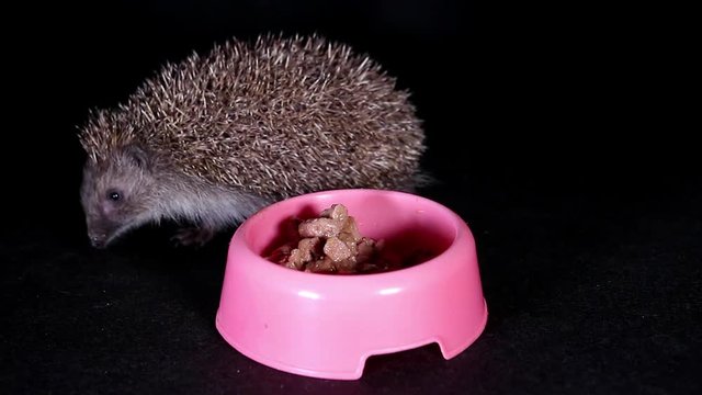 Wild european hedgehog eating cat food