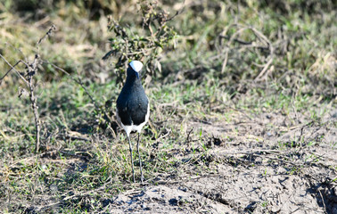 Blacksmith Lapwing