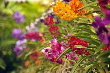 Multicolored flowers with green leaves, View of bright multicolored flowers growing in wild nature.