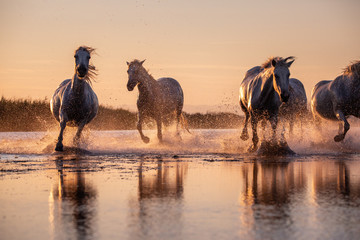 White Wild Horses of Camargue running on water at sunset, Aigue Mortes, France