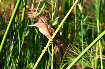 Obraz premium Little Bittern