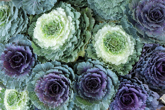 Ornamental Cabbages Brassica Oleracea decorative cabbage flowers background from the top view.