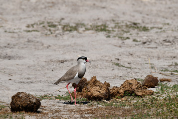 Crowned Lapwing