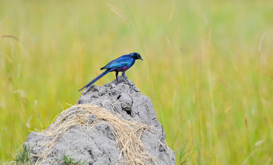 Meves Starling