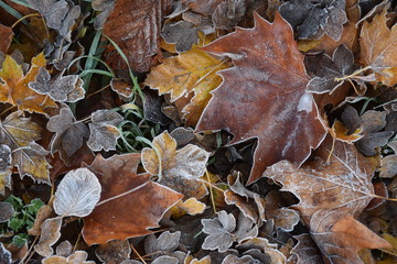 Verwelkte Blätter mit Raureif im Herbst