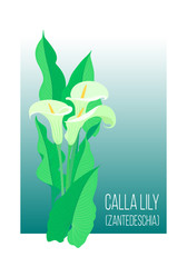 Color graphic drawing of bouquet of festive, glamour southern white calla lily flowers with large green leaves, for design, cards, invitation to events. Vector illustration, isolated on background.