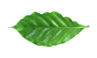 Fototapeta na wymiar fresh green coffee leaves isolated on white