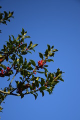 Rote Früchte an einem Ilex-Strauch vor blauem Himmel im Winter