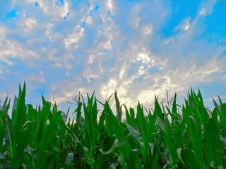 Looking through a young growing corn field to the cloudy sky