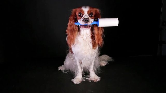 Dog lint roller hairy concept fur shedding cleaning roll tape