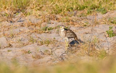 Spotted thick knee