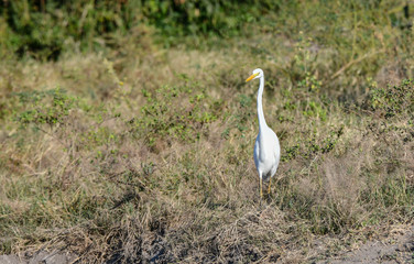 Obraz na płótnie Canvas Yellow billed egret