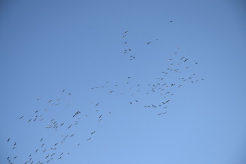 Sich im November zusammenfindende Kraniche vor dem Aufbruch in den Süden
