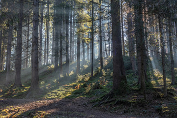 Naklejka premium Wald