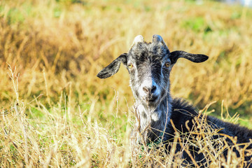 Fototapeta premium A gray goat lies in the grass and looks into the camera on a pasture.