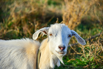 A white goat with long ears looks into the camera on the grass.
