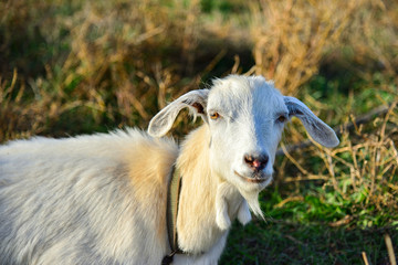 A white goat is lying in the grass and looking at the camera in the pasture.