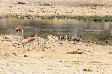 Fototapeta na wymiar Couple of springboks in namibia savannah