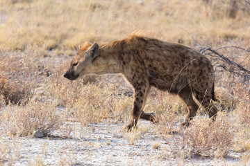 Fototapeta premium Black spotted hyena