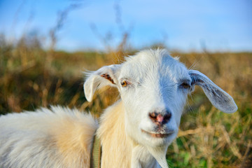 A white goat with long ears looks into the camera on the grass.