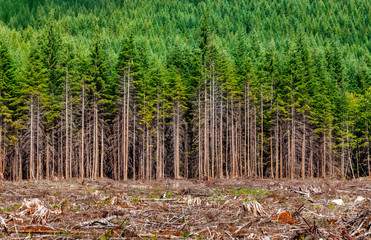 Wald, Forstwirtschaft
