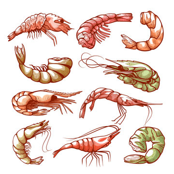 Shrimp hand drawn sea and seafood symbol