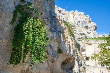 Mediterranean caper plant on the rock in the sassi or stones of Matera European capital of culture 2019, Basilicata, Italy