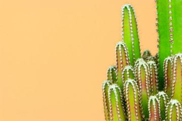 Green cactus minimal stillife style against pastel orange background.