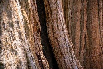 Drei Mammutbaumstämme versetzt hintereinander, sequoia national park, kalifornien, usa