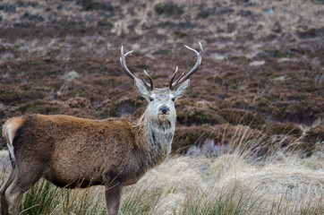 Wild Stag, Scotland