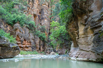 Blick in grün bewaldeten Zion Narrows Canyon mit roten Sandsteinfelswänden, Utah, USA