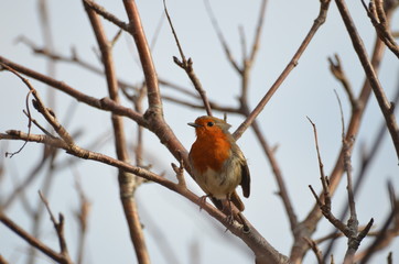 Robin in a tree