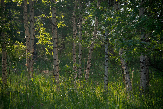 Middle Ural, Russia, -  wildlife landscape in sunny day, birches